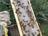 14 - Cadre de miel operculé (prêt à récolter).jpg