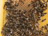 6 - Réserves de miel fraîchement ramené à la ruche.jpg