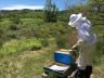 Les abeilles et la vie dans la ruche